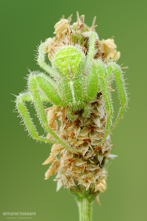 Heriaeus graminicola