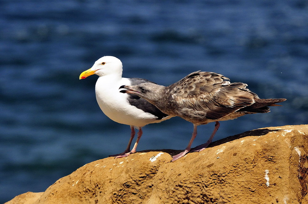 Herings-Möwe mit bettelndem Jungtier