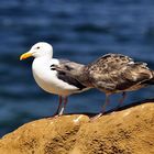 Herings-Möwe mit bettelndem Jungtier