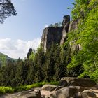 Heringsgrundnadel und Muschelkopf vom unteren Terrassenweg