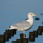 Heringsmöwe am abendlichen Wattenmeer