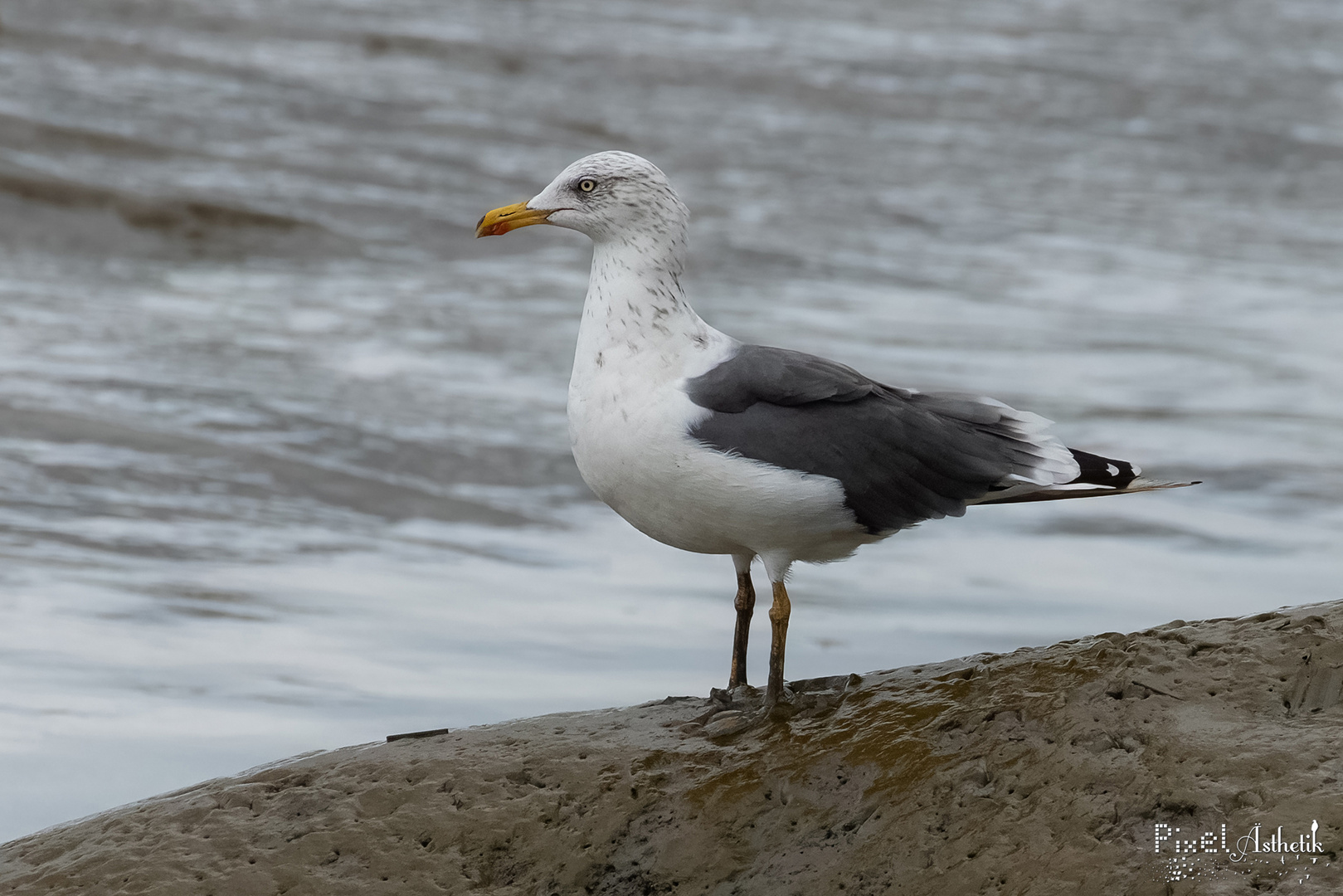 Heringsmöwe am Wattenmeer