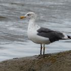 Heringsmöwe am Wattenmeer