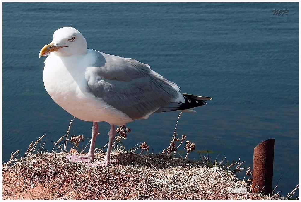 Heringsmöwe auf Helgoland