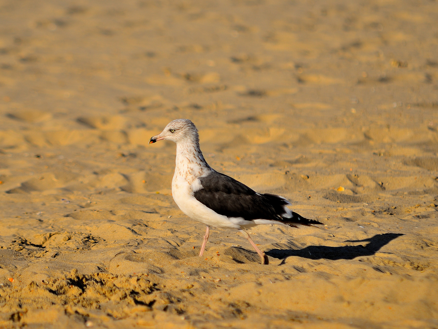 Heringsmöwe (juvenil), (Larus fuscus), Gaviota sombría