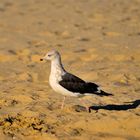 Heringsmöwe (juvenil), (Larus fuscus), Gaviota sombría