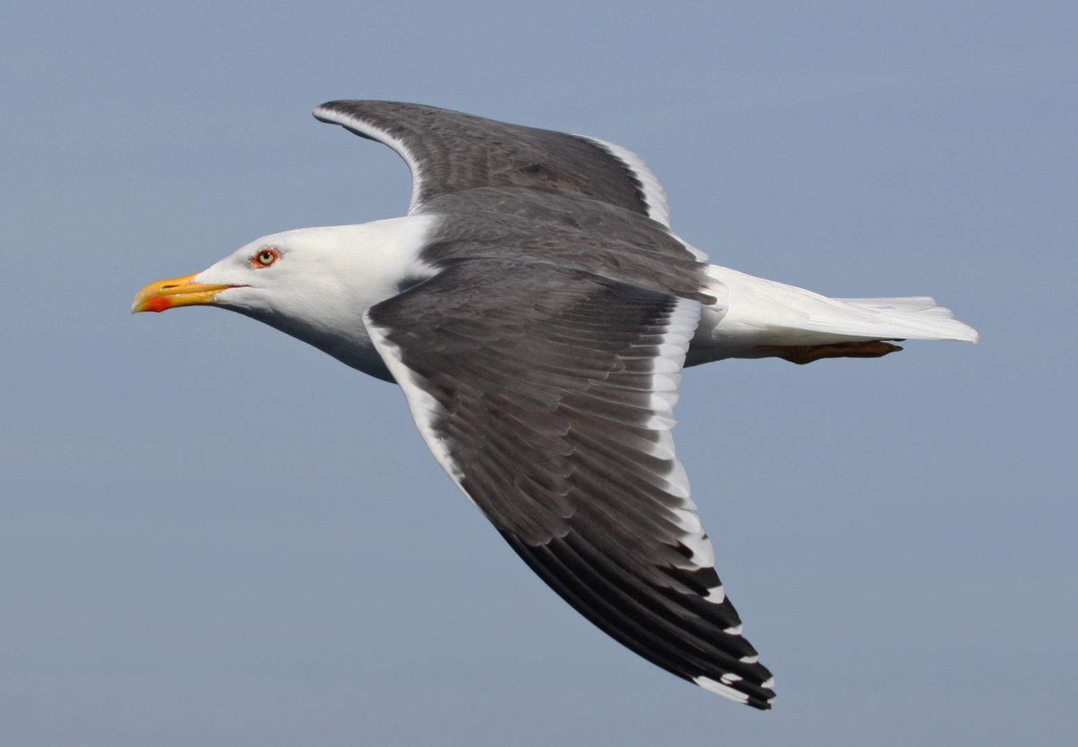 Heringsmöwe (Larus fuscus)