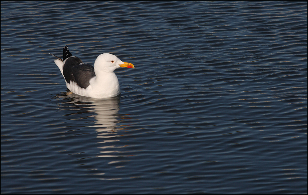 heringsmöwe (larus fuscus)