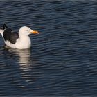 heringsmöwe (larus fuscus)