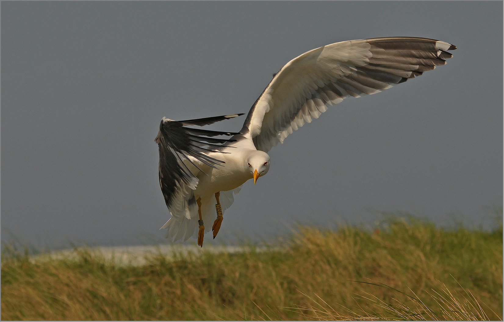 Heringsmöwe  -  Larus fuscus