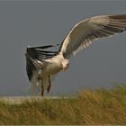 Heringsmöwe  -  Larus fuscus