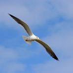 Heringsmöwe - Larus fuscus - im Fluge