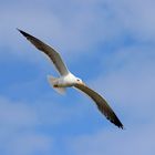 Heringsmöwe - Larus fuscus - im Fluge