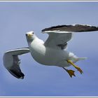 Heringsmöwe (Larus fuscus), Texel, Niederlande