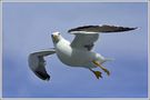 Heringsmöwe (Larus fuscus), Texel, Niederlande von Dirk Vorbusch (GDT)