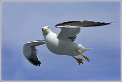 Heringsmöwe (Larus fuscus), Texel, Niederlande