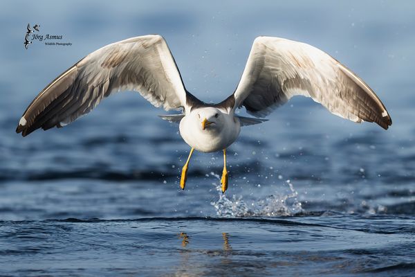 Heringsmöwe // Norwegen