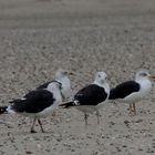 Heringsmöwen am Strand