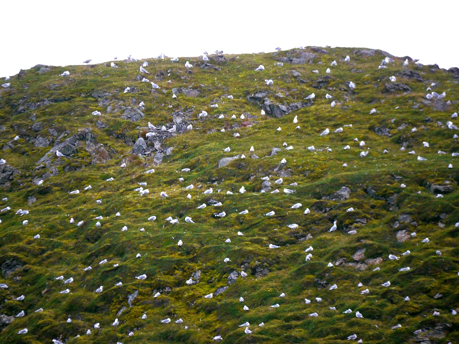 Heringsmöwen - Lofoten