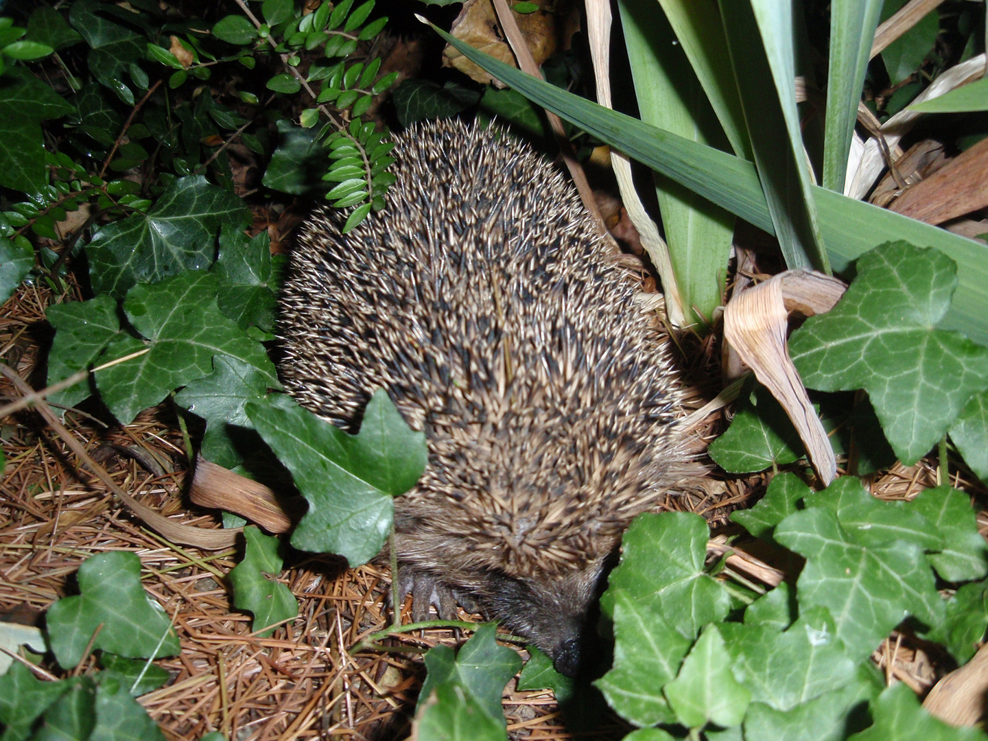 hérisson au jardin