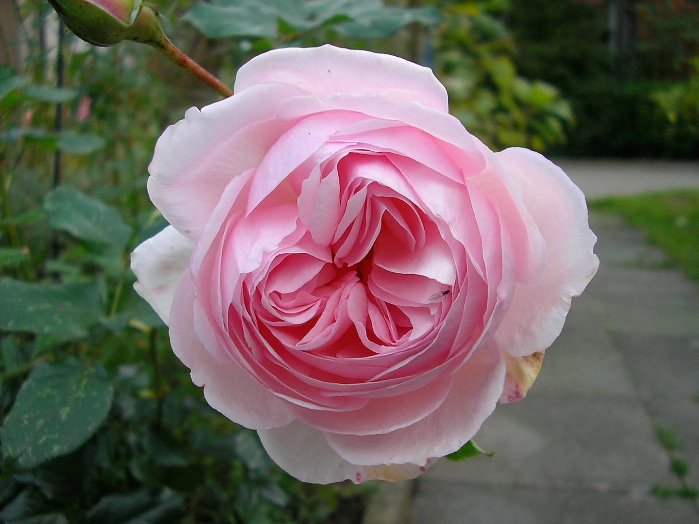 Heritage, David Austin Rose