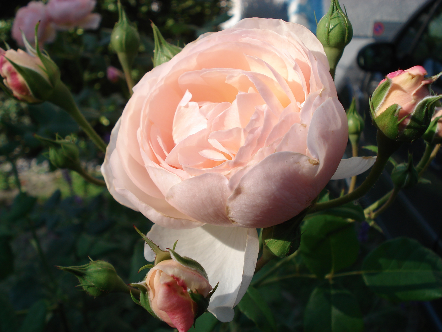 Heritage Rose