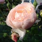 Heritage Rose