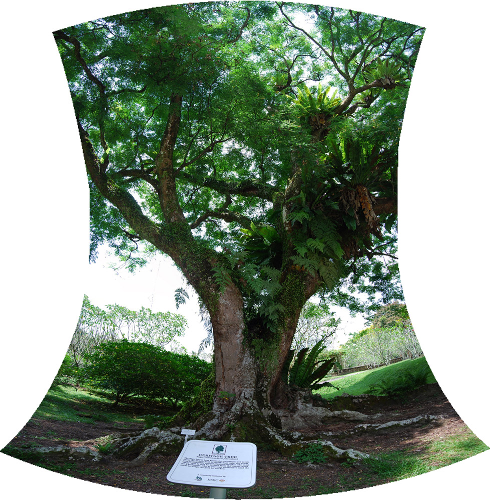 Heritage Tree