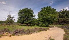 Herkenbosch - de Meinweg - 31