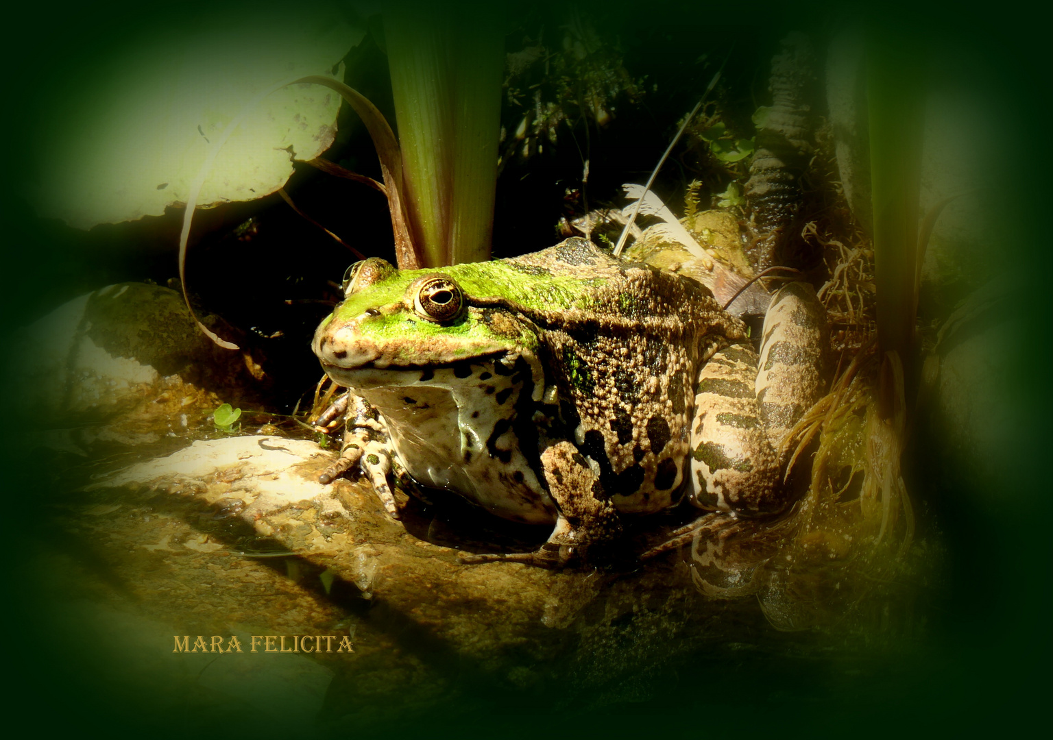 HERKULES DER GARTENFROSCH Foto & Bild tiere, wald, teich