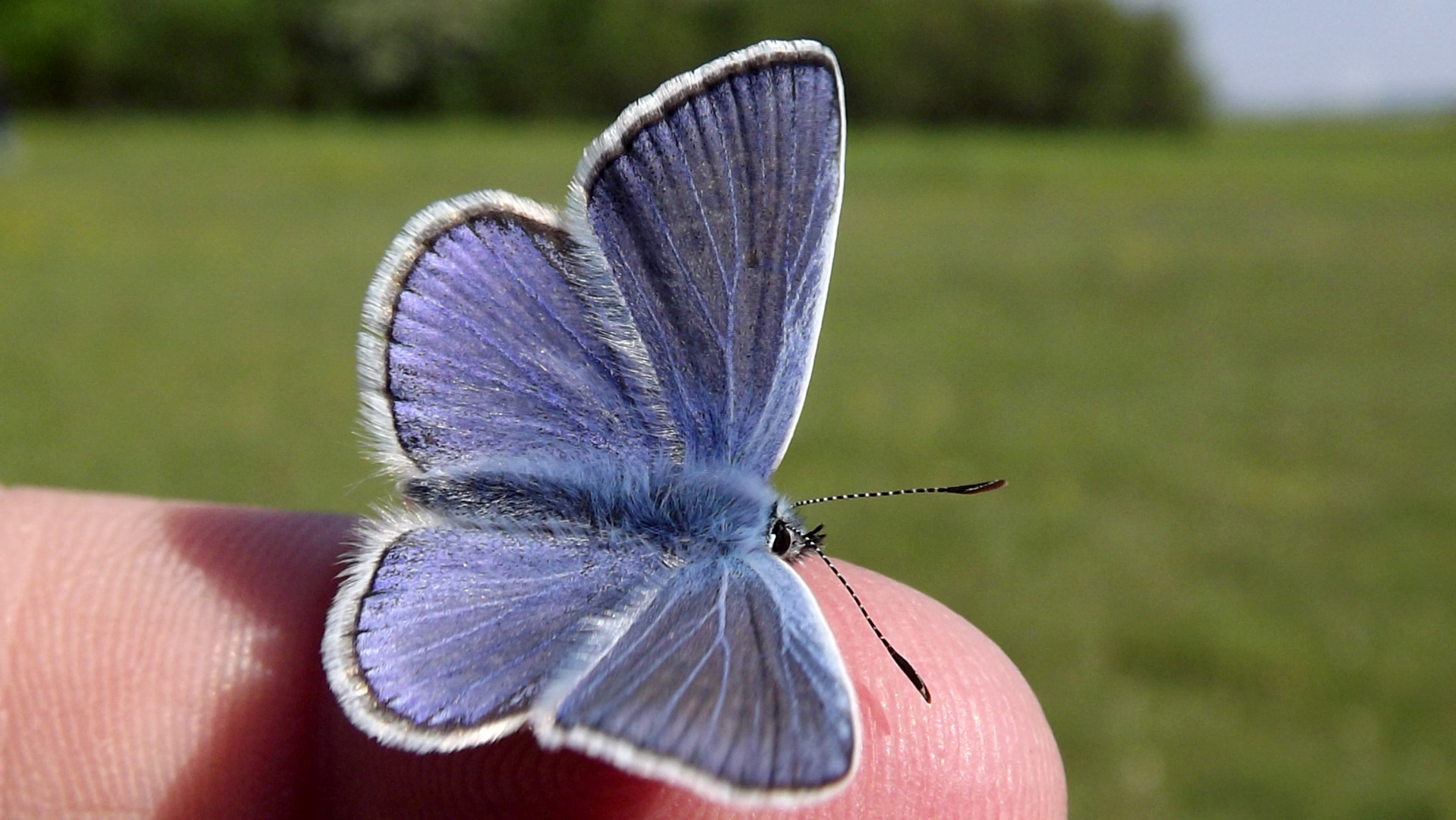 Herkules der mutige Schmetterling