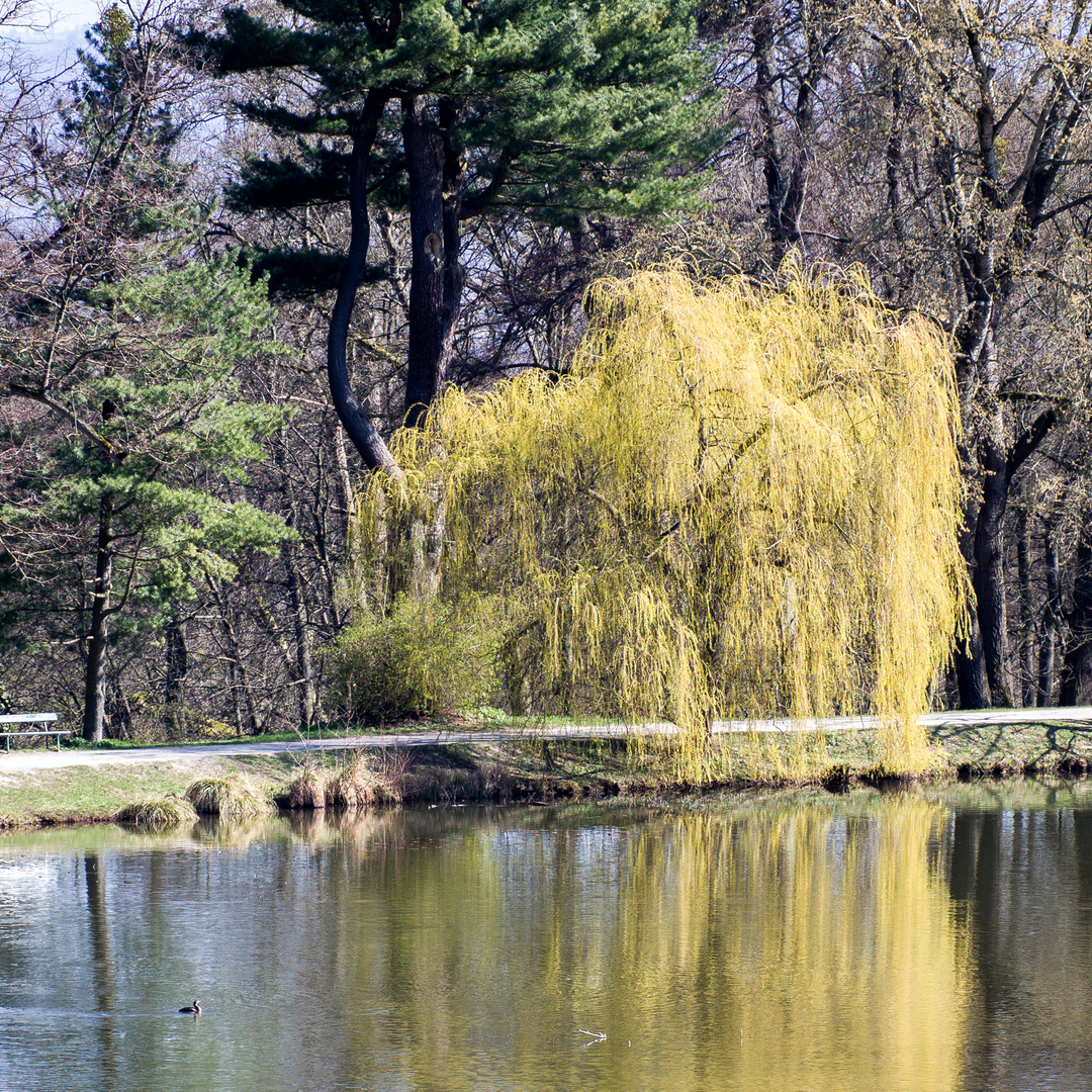 Herkules Lac