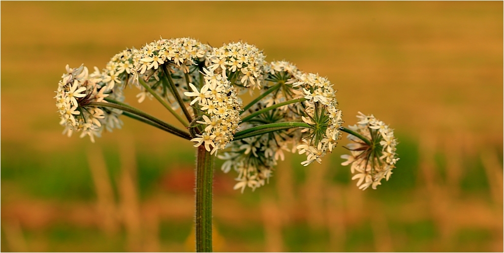 Herkulesblüte