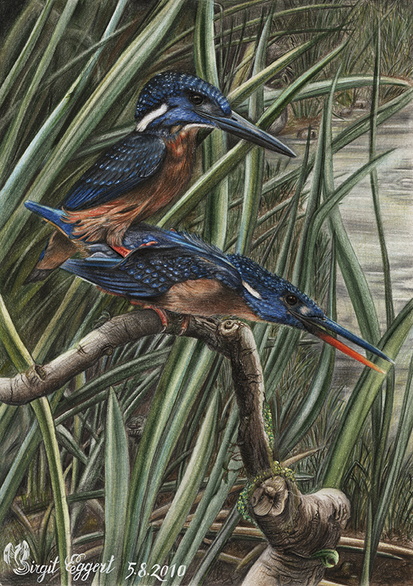 Herkuleseisvogel - Blyth´s Kingfisher - Alcedo Hercules