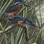 Herkuleseisvogel - Blyth´s Kingfisher - Alcedo Hercules