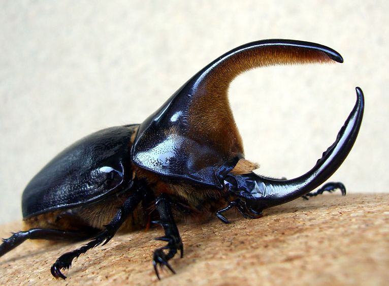 Herkuleskäfer .-. Foto & Bild | tiere, wildlife, insekten Bilder auf ...