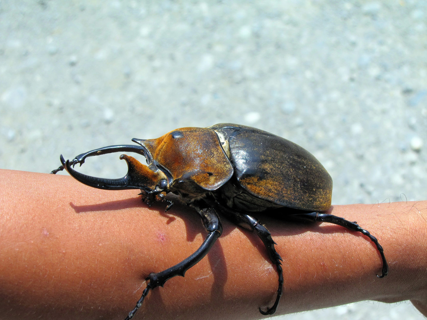 Herkuleskäfer in Costa Rica