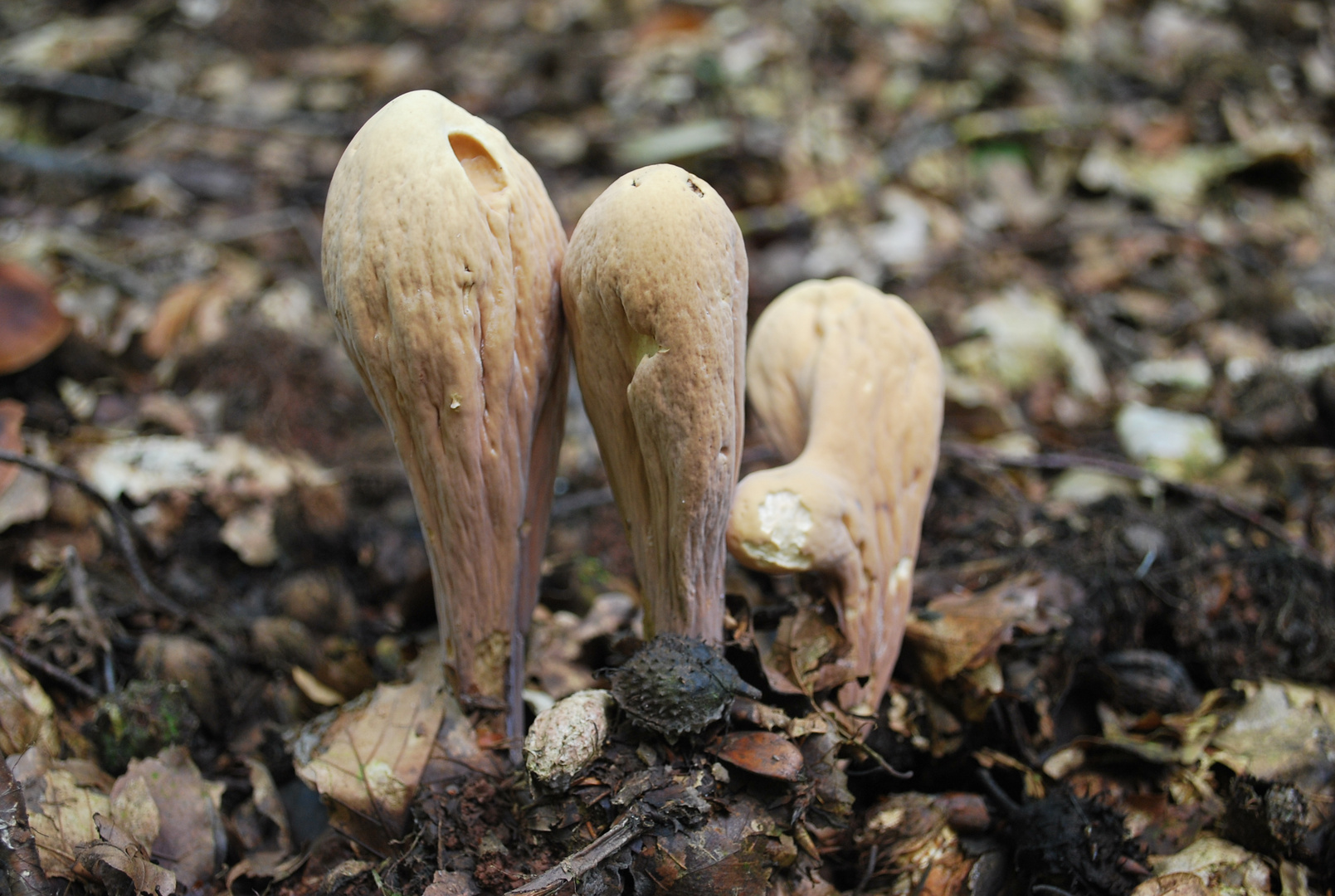 Herkuleskeulen (Pilz)