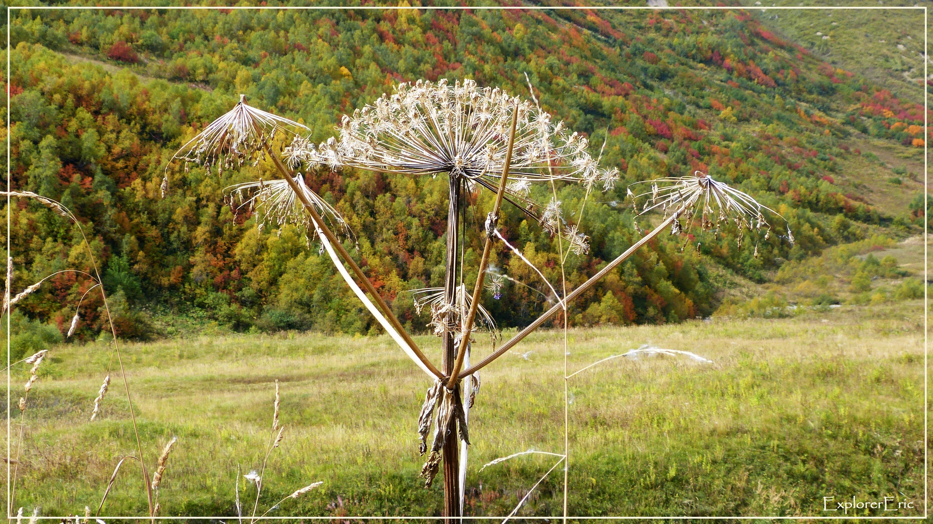 Herkulesstaude im Herbst.............