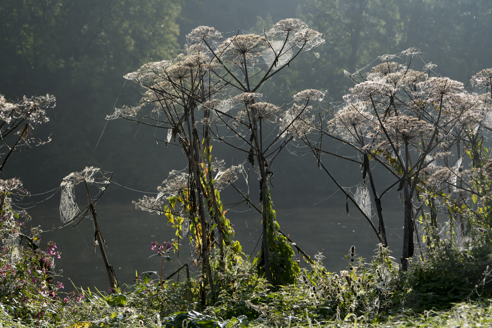 Herkulesstaude im Herbst