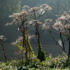 Herkulesstaude im Herbst