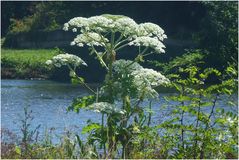 Herkulesstaude (Riesen-Bärenklau) am Ufer der Saar