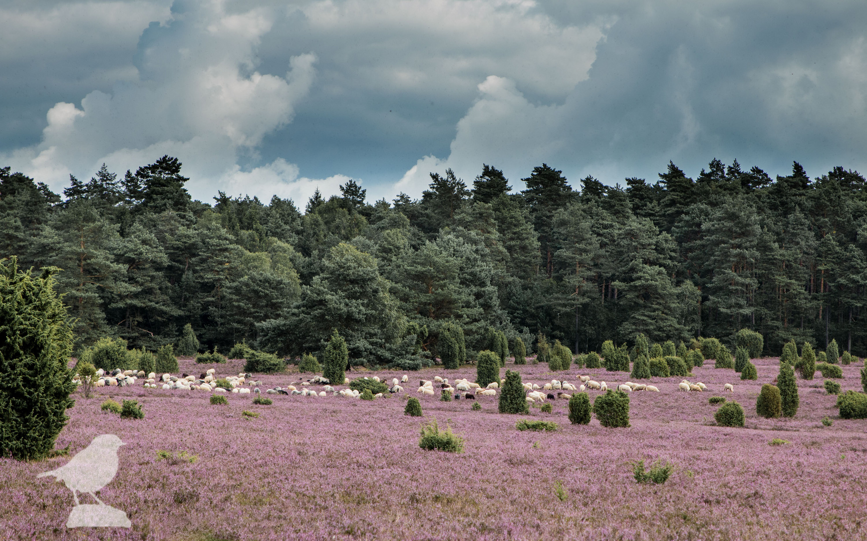 Hermann Löns, die Heide blüht