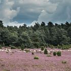 Hermann Löns, die Heide blüht