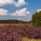 Hermann Löns die Heide..... Blüht aktuell erst zu 50% ... :-(