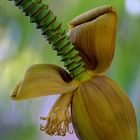 Hermannshof: Blütenstand der Japanischen Faserbanane 01