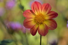 Hermannshof: Cosmea – Leuchten 01