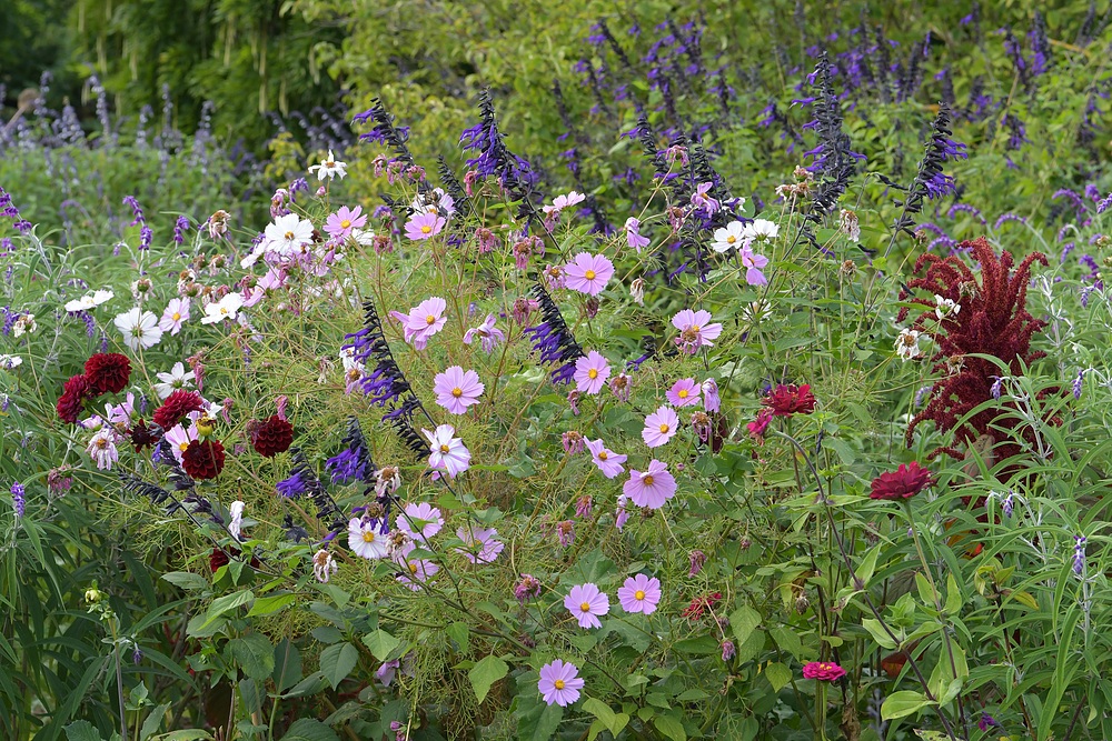 Hermannshof: Cosmea – Mehrheiten in Rosa