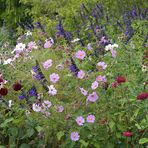 Hermannshof: Cosmea – Mehrheiten in Rosa