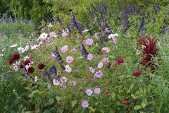Hermannshof: Cosmea – Mehrheiten in Rosa